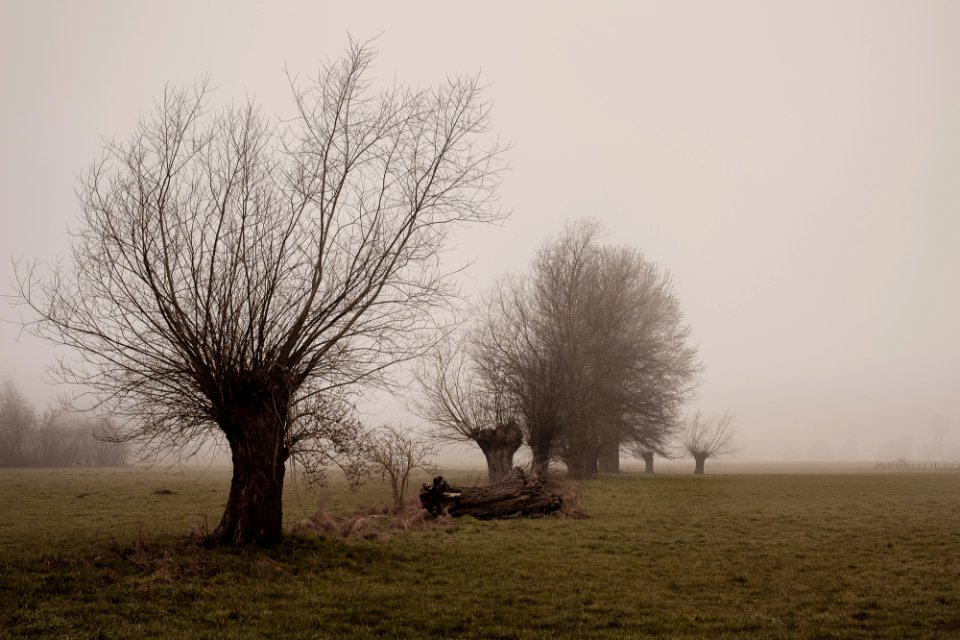 Trees in the mist