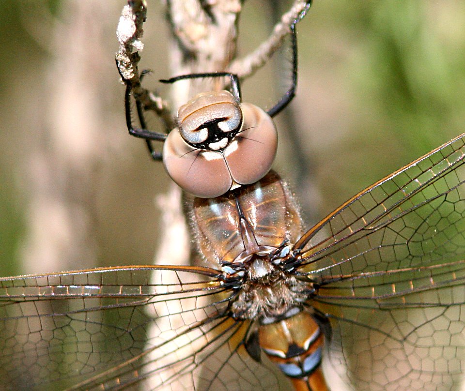 DARNER, BLUE-EYED (aeshna multicolor)   (4-10-08) fem, canet rd, san luis obispo co, ca-2