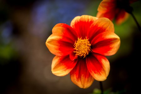 Blumen gehen immer