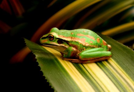 The Green and Golden Bell Frog photo