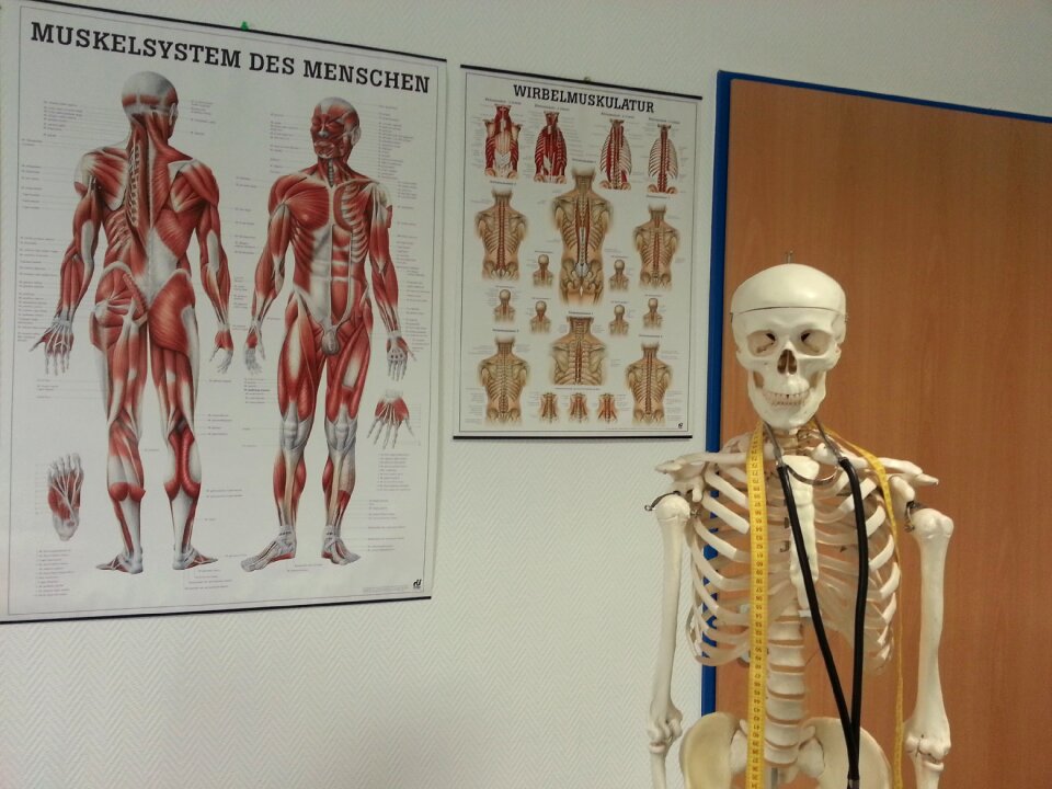 Bone structure muscles hospital