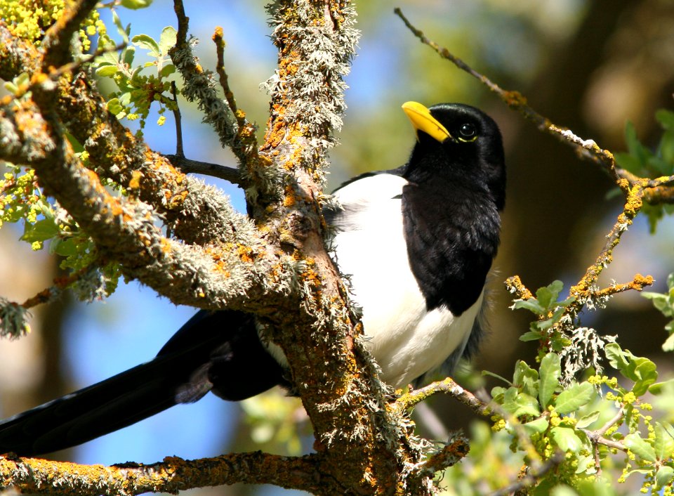 MAGPIE, YELLOW-BILLED (3-26-08) -07