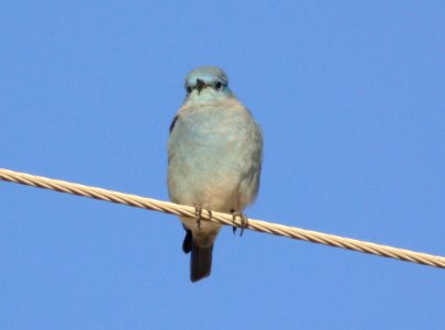 BLUEBIRD, MOUNTAIN (11-07-08) carrizo plain, slo co, ca -04