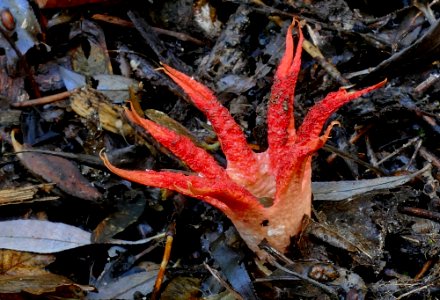 Stinkhorns: The Phallaceae and Clathraceae photo