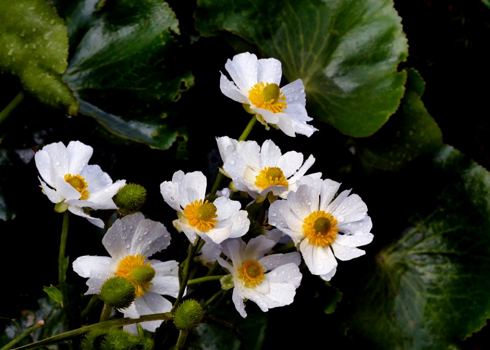Ranunculus lyallii (Mountain buttercup) "Mount Cook Lily"