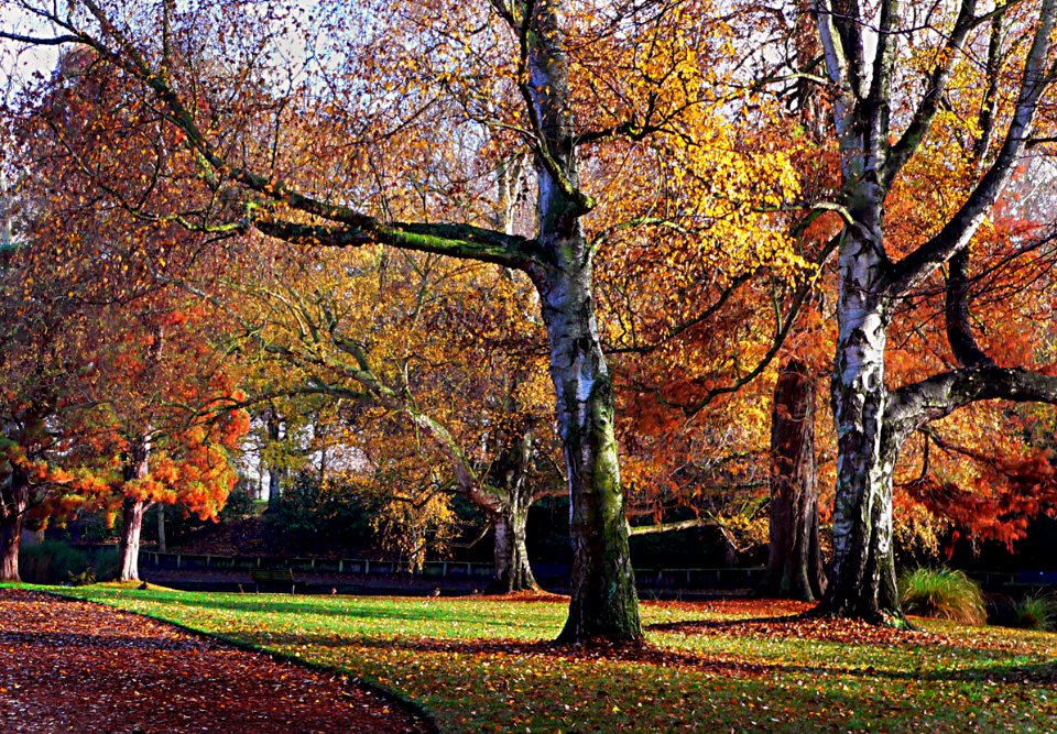 Hagley Park New Zealand. (3) photo