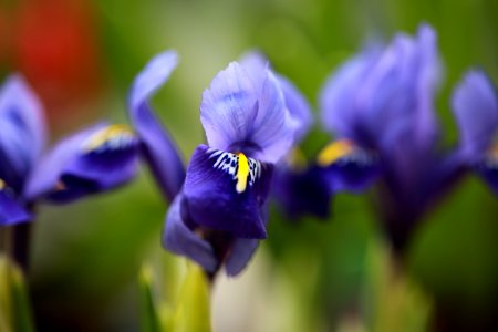 Les mauves petits iris photo