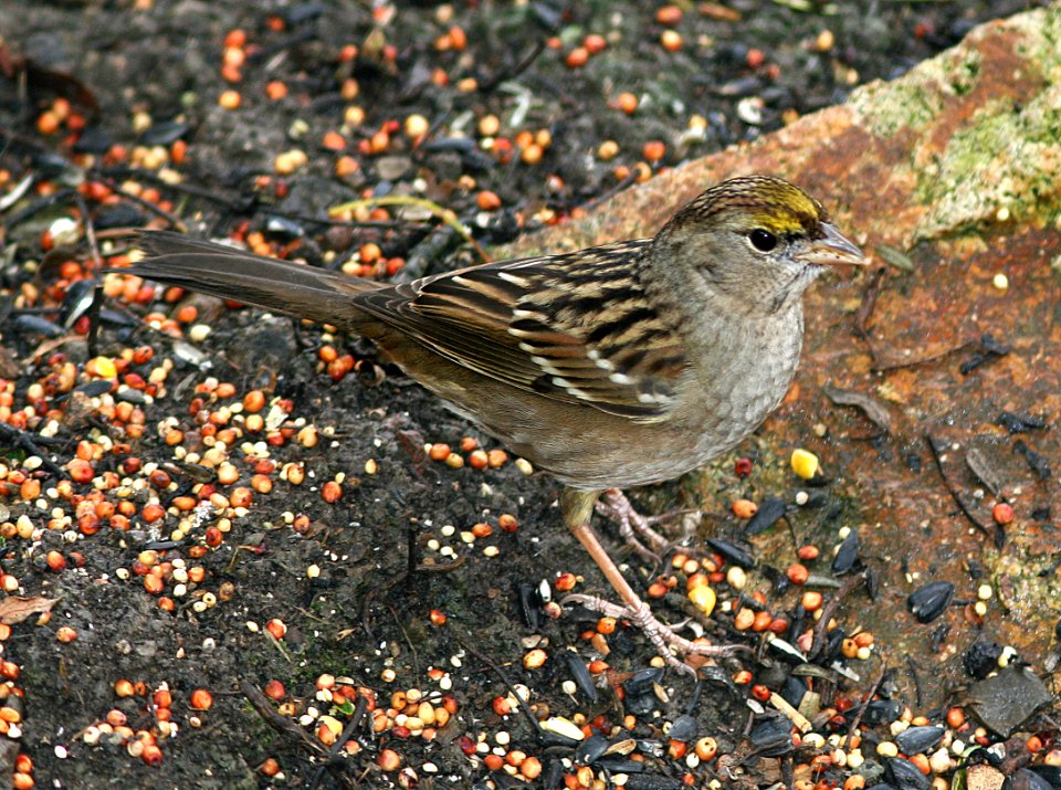 SPARROW, GOLDEN-CROWNED (11-11-06) canet rd, morro bay, slo co, ca