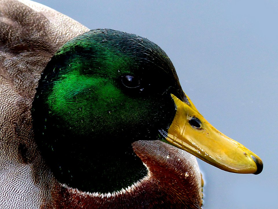 Mallard Drake. Lumix FZ200