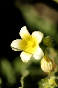 Ecballium elaterium
