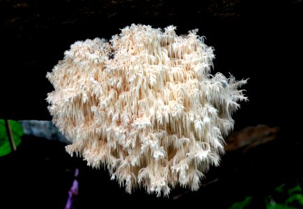 Hericium coralloides.