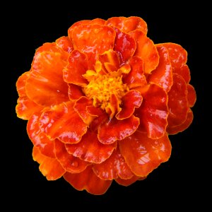 Balcony flower orange moist