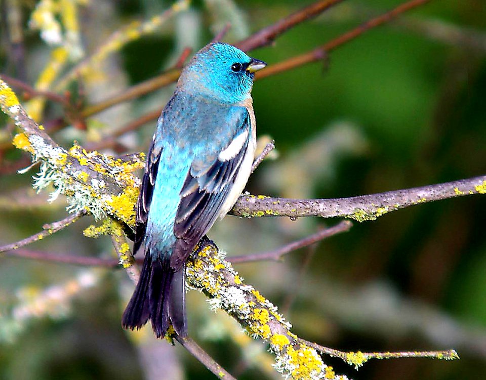 BUNTING, LAZULI  (04-04-30) slo co, ca
