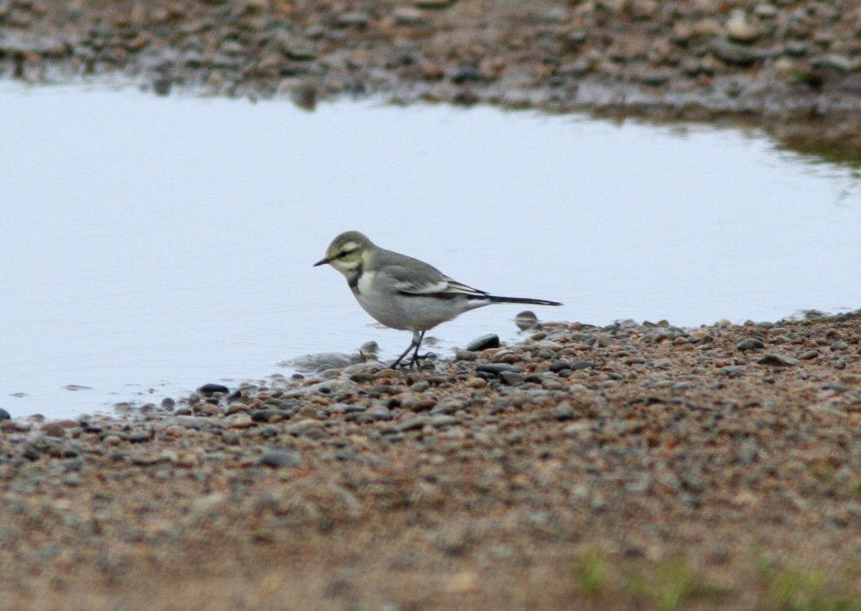 WAGTAIL, WHITE (9-1-08) gambell, ak -01