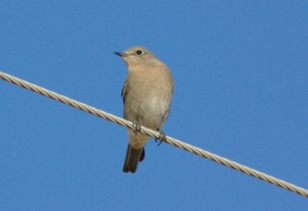 BLUEBIRD, MOUNTAIN (11-07-08) carrizo plain, slo co, ca -05