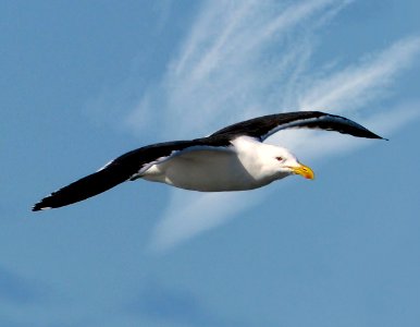 The southern black-backed gull. NZ photo