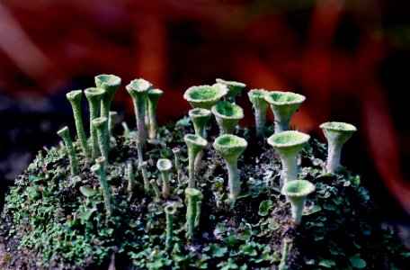 Cladonia asahinae (commonly known as the pixie cup lichen)