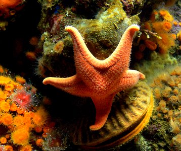 Star Fish.Monterey Aquarium. photo