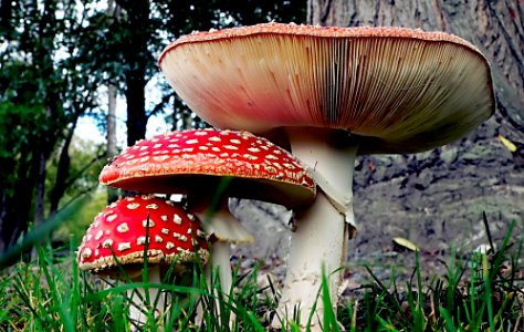 Fly Agaric...poisonous. photo