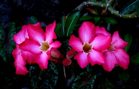 Adenium. (Desert rose)