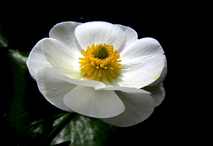 Mount Cook Lily NZ. photo