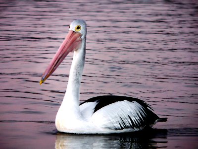 Pelican.(Pelecanus conspicillatus) photo