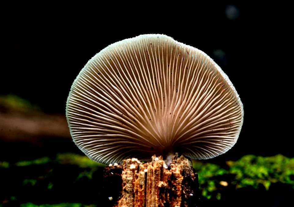 Crepidotus versutus. ( evasive agaric)