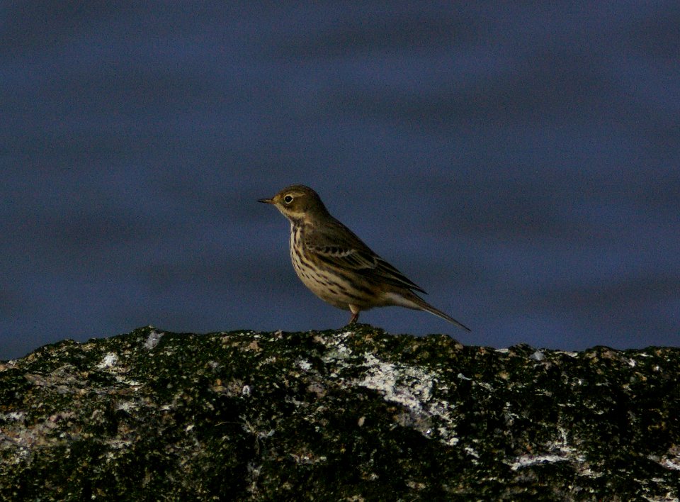 PIPIT, AMERICAN (japonicus) (9-5-08) Gambell, Ak -1