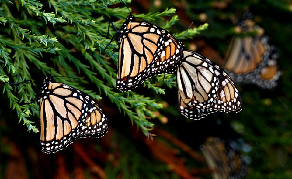 Monarch butterflies.
