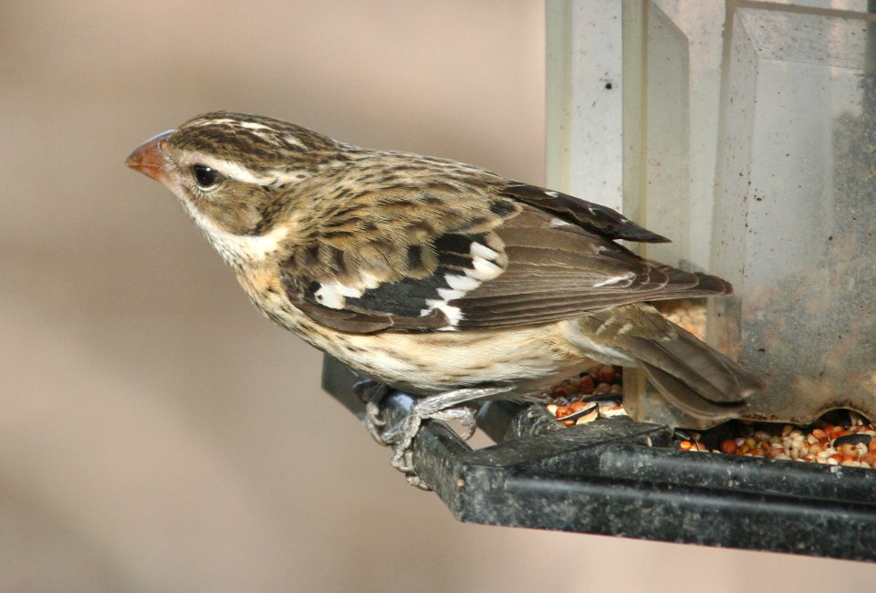 GROSBEAK, ROSE-BREASTED (12-17-08) hatch year male, canet rd -06
