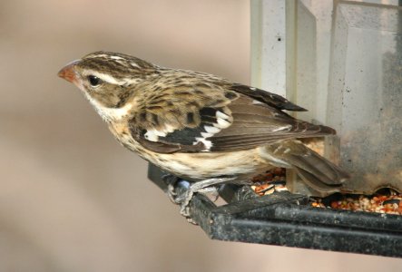 GROSBEAK, ROSE-BREASTED (12-17-08) hatch year male, canet rd -06