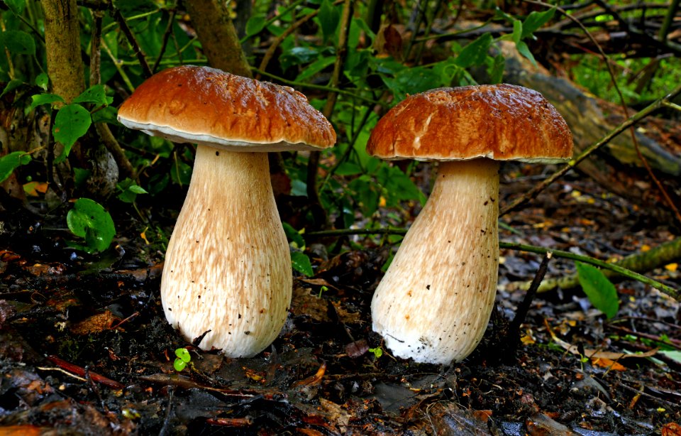 King Bolete (Boletus edulis)