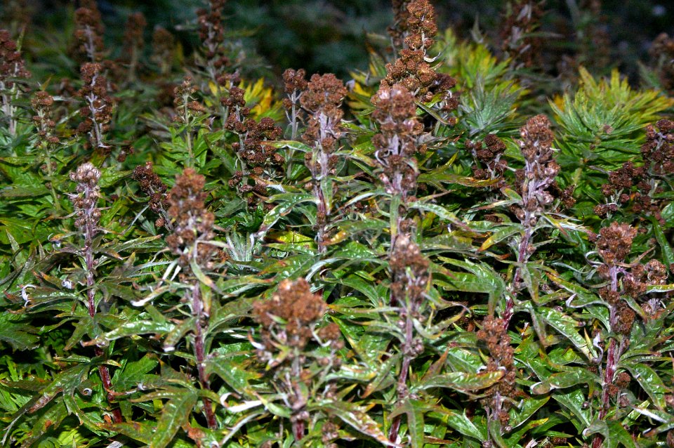 WORMWOOD (artemesia, sp) -1