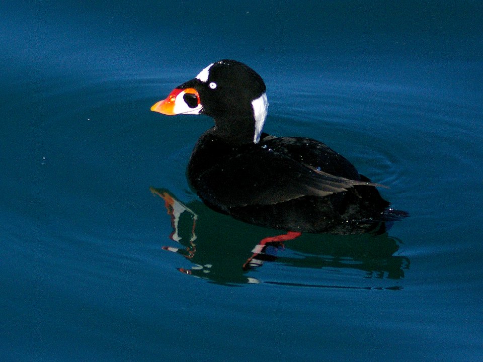 SCOTER, SURF (11-20-07) male -01 photo