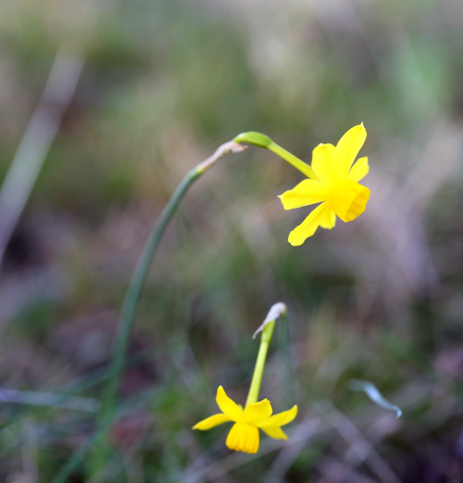 Les petites jonquilles