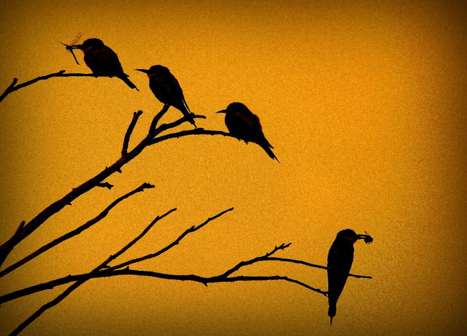 Birds sitting catch