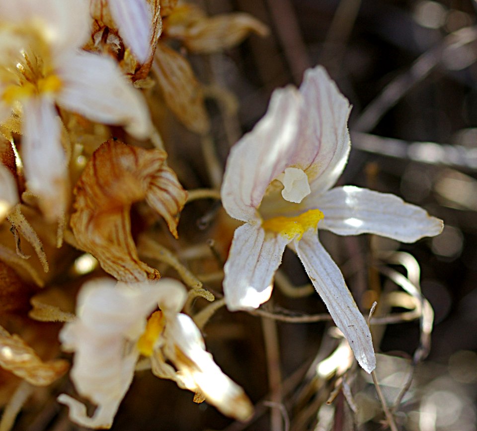 CLUSTER BROOMRAPE (orobancha fasciculata) (8-1-06) canet rd, morro bay, slo co, ca