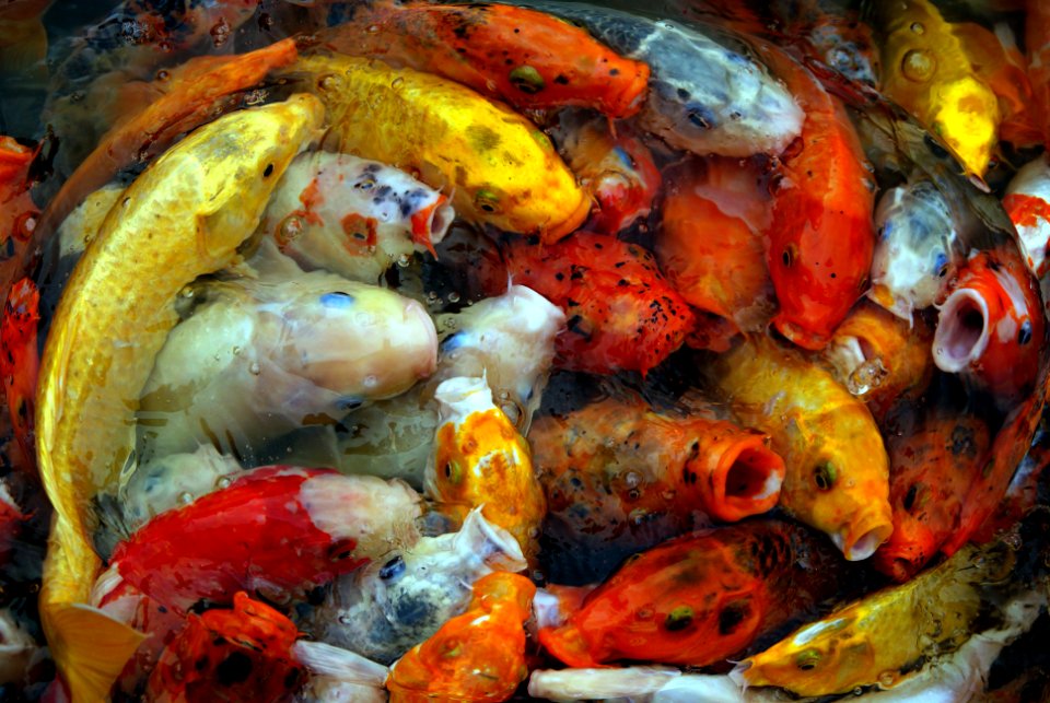 Koi feeding frenzy.