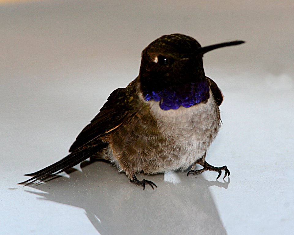 HUMMINGBIRD, BLACK-CHINNED (4-17-07)-2