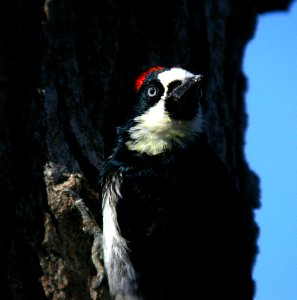 WOODPECKER, ACORN (11-16-07) atascadero -06 photo