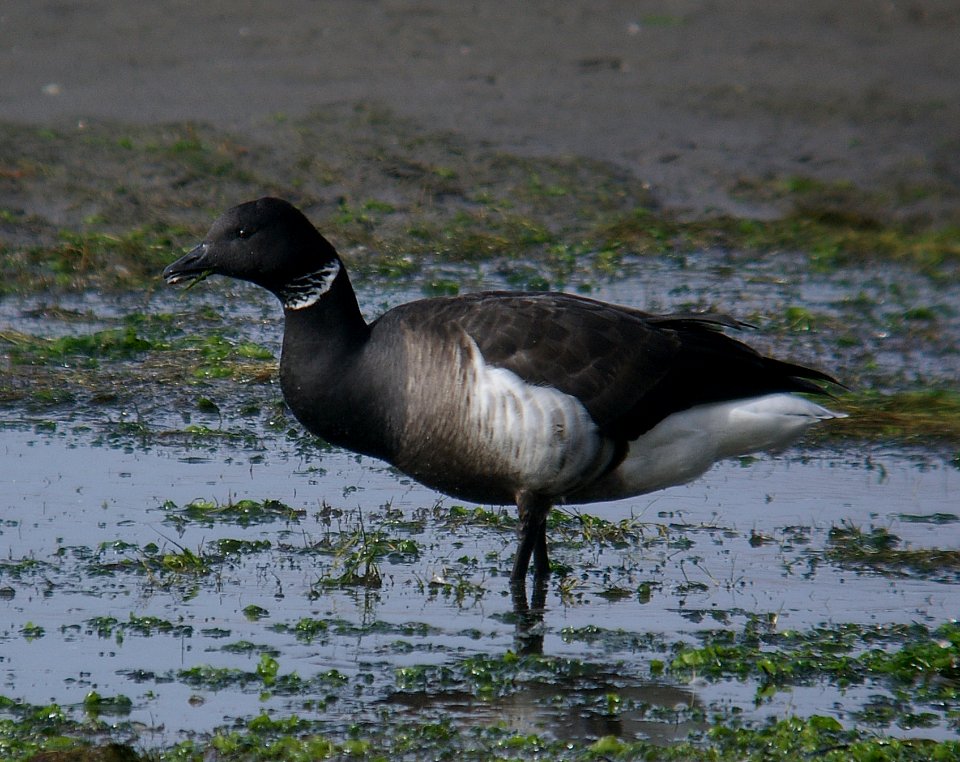 BRANT (12-14-06) morro bay, slo co, ca