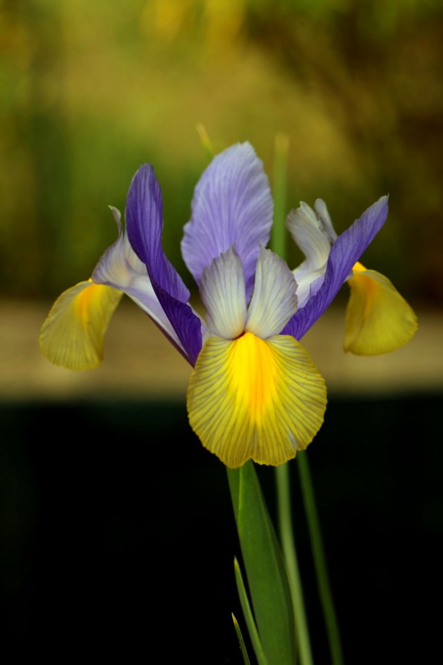 Eine kleine knollige Iris
