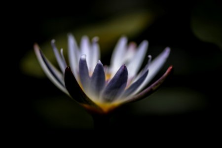 Seerose