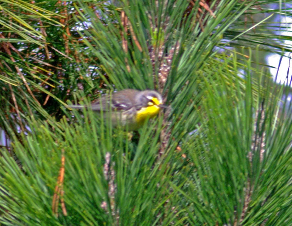 WARBLER, GRACE'S (12-19-07) black hill, morro bay -4