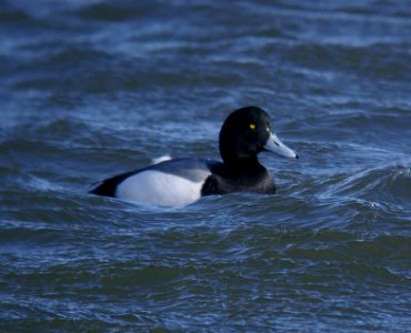 SCAUP, GREATER (2-05)-4