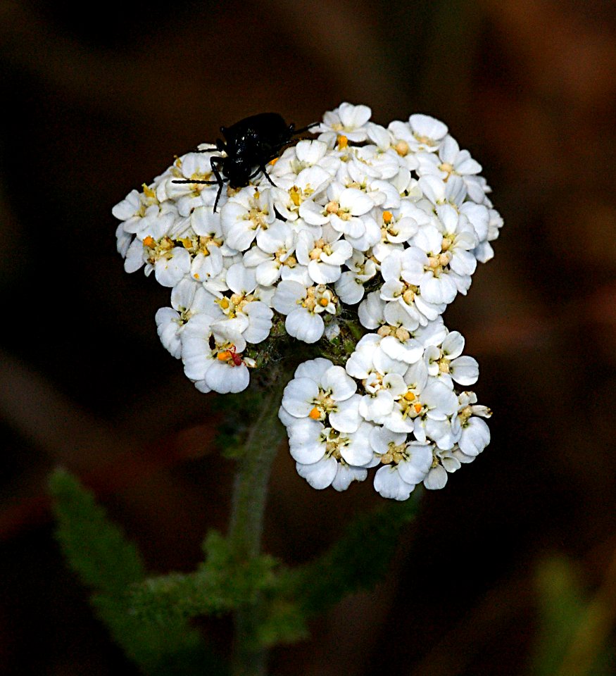 YARROW, WHITE (achillea millefolium) (6-6-07) canet -2