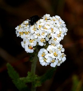 YARROW, WHITE (achillea millefolium) (6-6-07) canet -2
