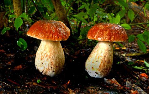 King Bolete. photo