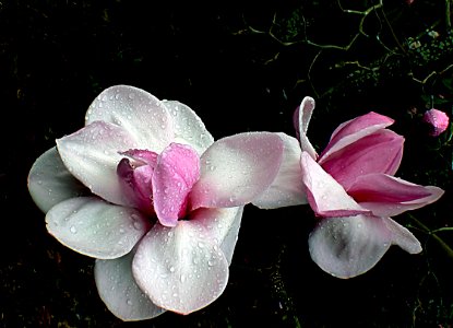 Magnolia in the rain. photo