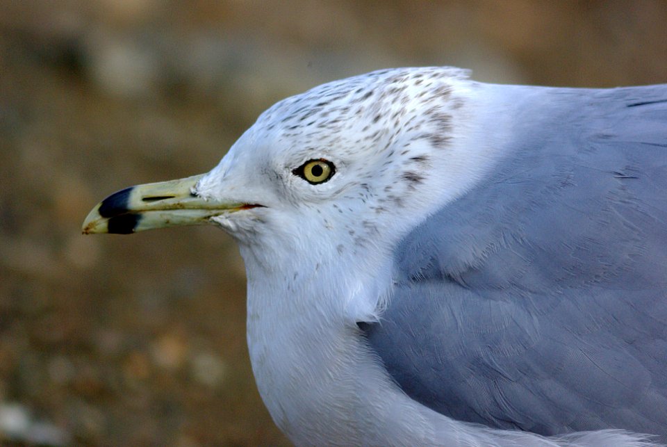 GULL, RING-BILLED (12-7-07) mb
